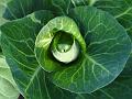 2013-0712-1700_Spring_cabbage_24.6C